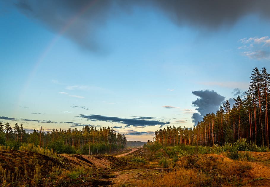 Forest Under Blue Skies, nature, scenic, sky, trees, woods, plant HD wallpaper