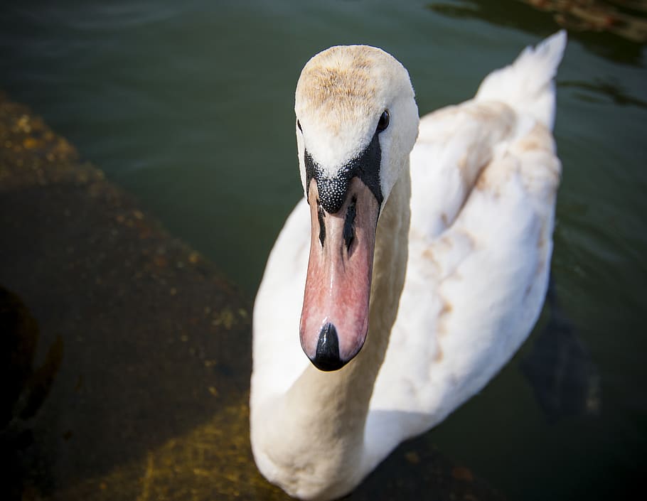 Hd Wallpaper Windsor United Kingdom Swan Face Beak - 