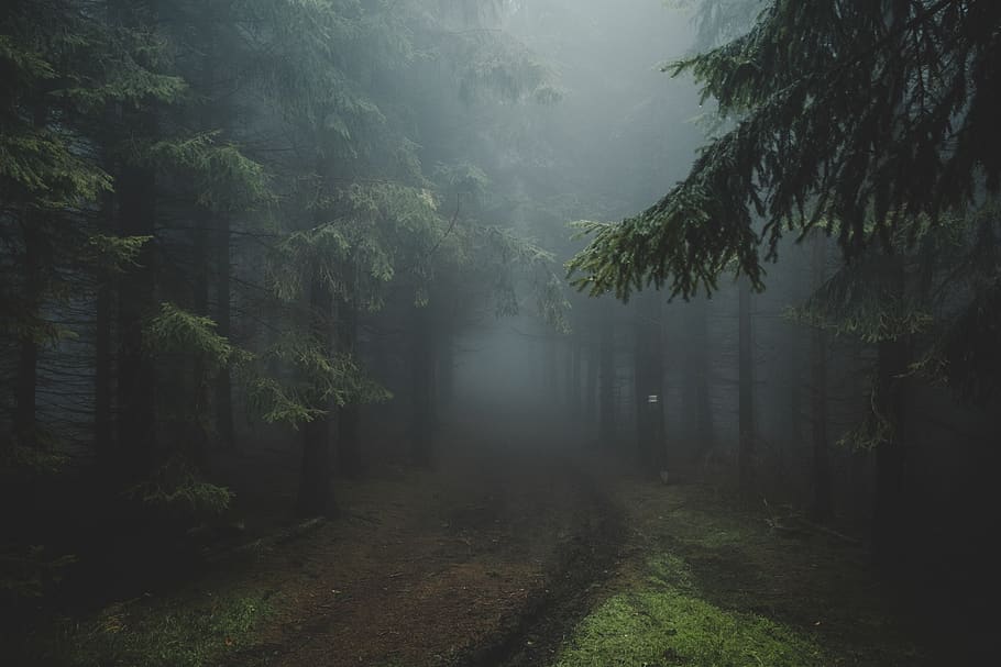 trees and pathway, fog, tranquility, plant, tranquil scene, beauty in nature HD wallpaper
