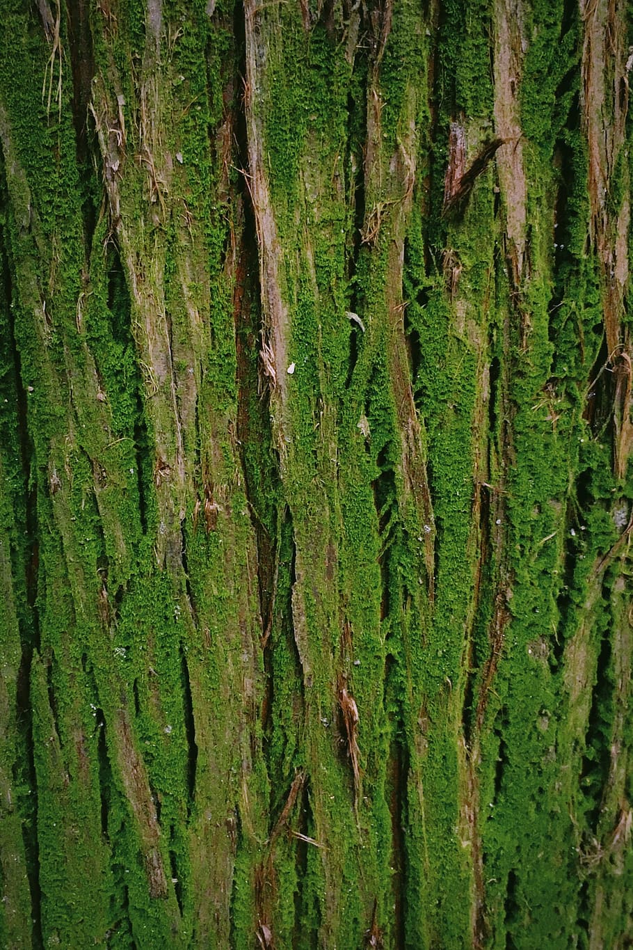 chengdu shi, china, plant, tree, growth, green color, land HD wallpaper