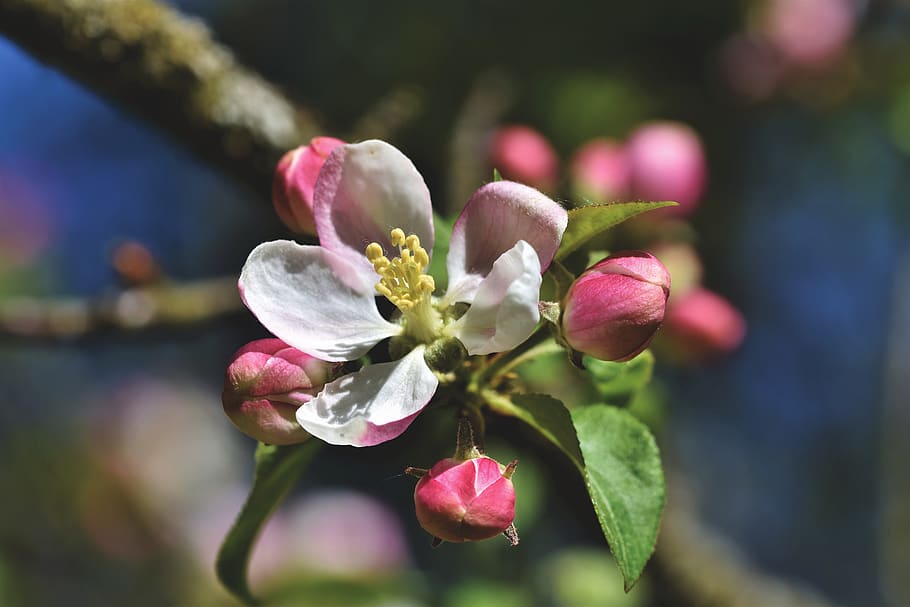 apple blossoms, apple tree, apple tree flowers, bloom, spring HD wallpaper