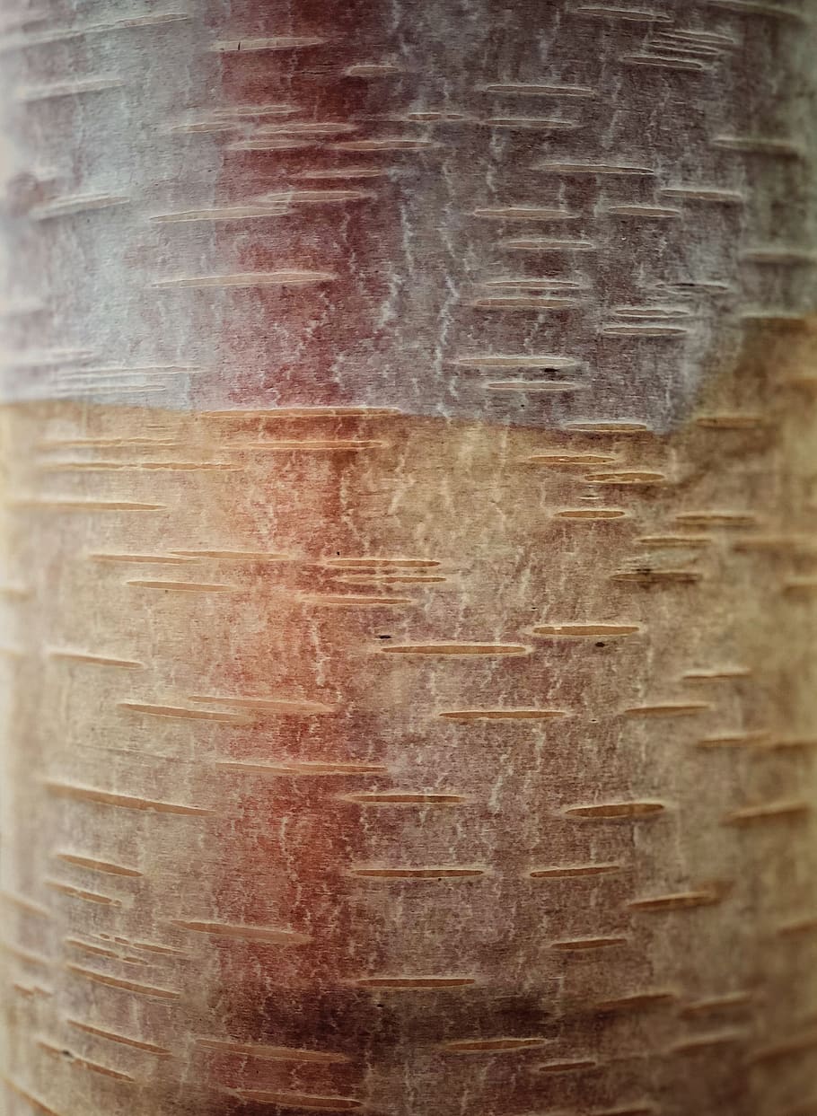 trees, bark, texture, pattern, backgrounds, no people, indoors HD wallpaper