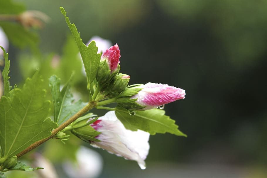 flower, rain, water drops, plant, flowering plant, vulnerability HD wallpaper