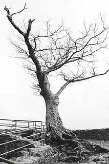 leafless tree under white sky, plant, tree trunk, handrail, banister HD wallpaper