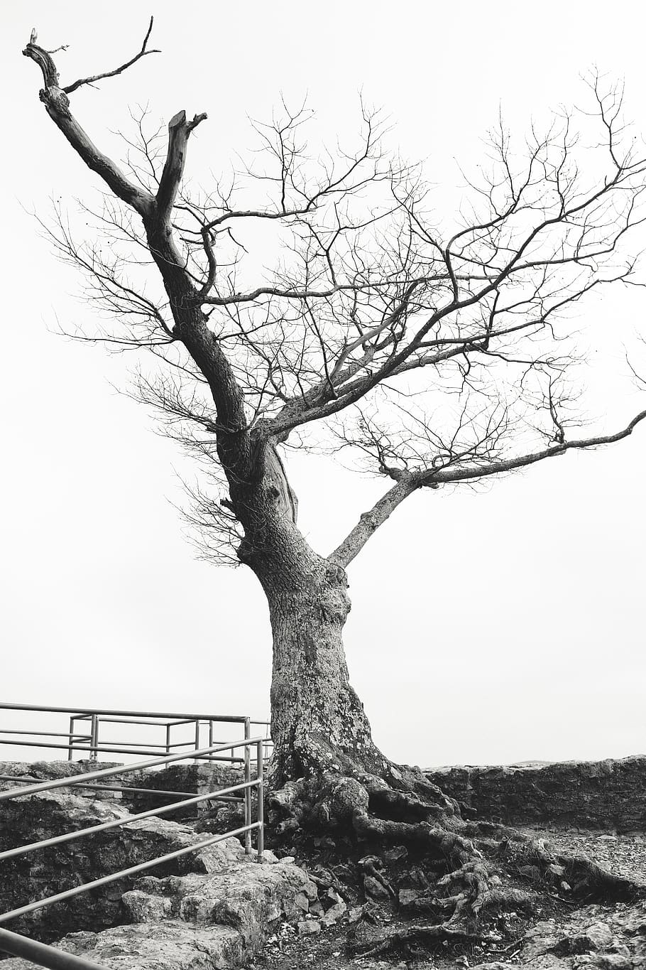leafless tree under white sky, plant, tree trunk, handrail, banister HD wallpaper