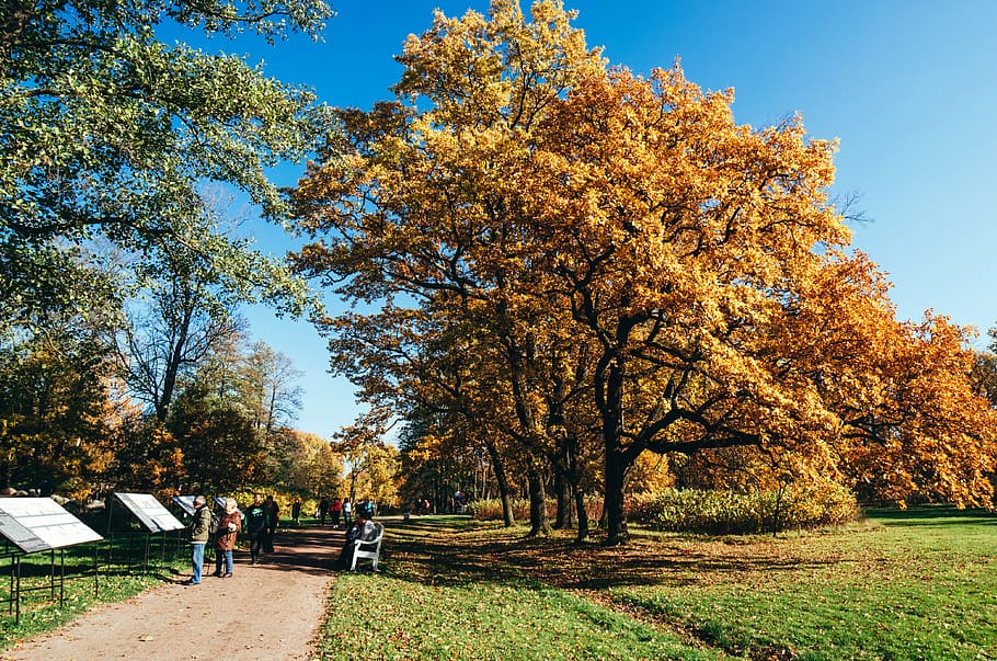 saint-petersburg, tree, plant, autumn, change, nature, growth HD wallpaper