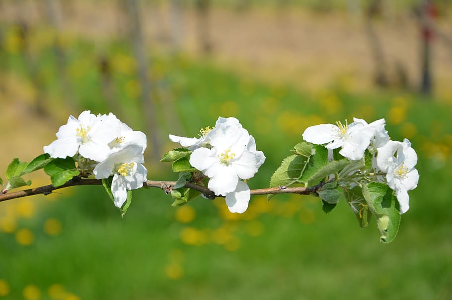 cherry, blossom, bloom, vineyard, branch, cherry blossom, spring HD wallpaper