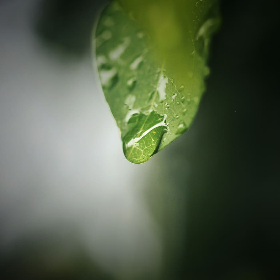 Macro Photography of Leaf With Water Droplet, dewdrops, green leaf HD wallpaper