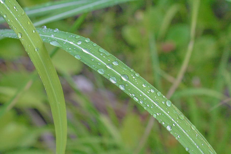 green, grass, droplets, water, macro, bokeh, maldives, dof HD wallpaper