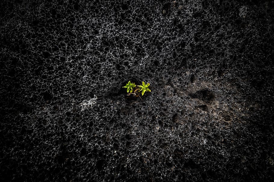 italy, mount etna, plant, growth, leaf, nature, plant part HD wallpaper