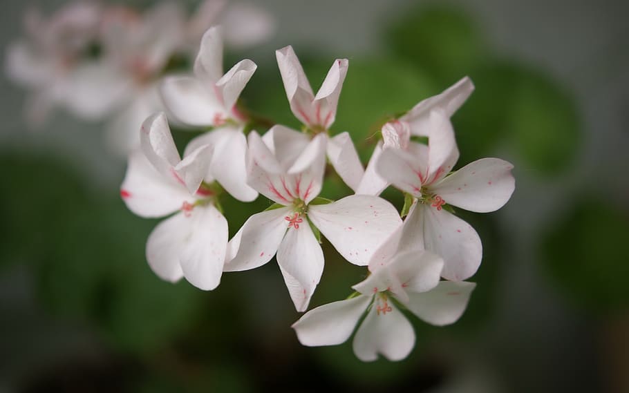 flora, fauna, macro, bokeh, flower, flowering plant, freshness HD wallpaper