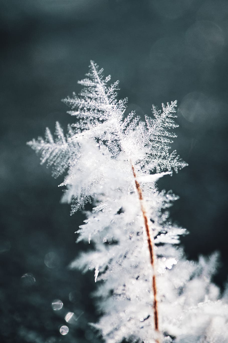 ice, beauty in nature, cold temperature, winter, plant, close-up HD wallpaper