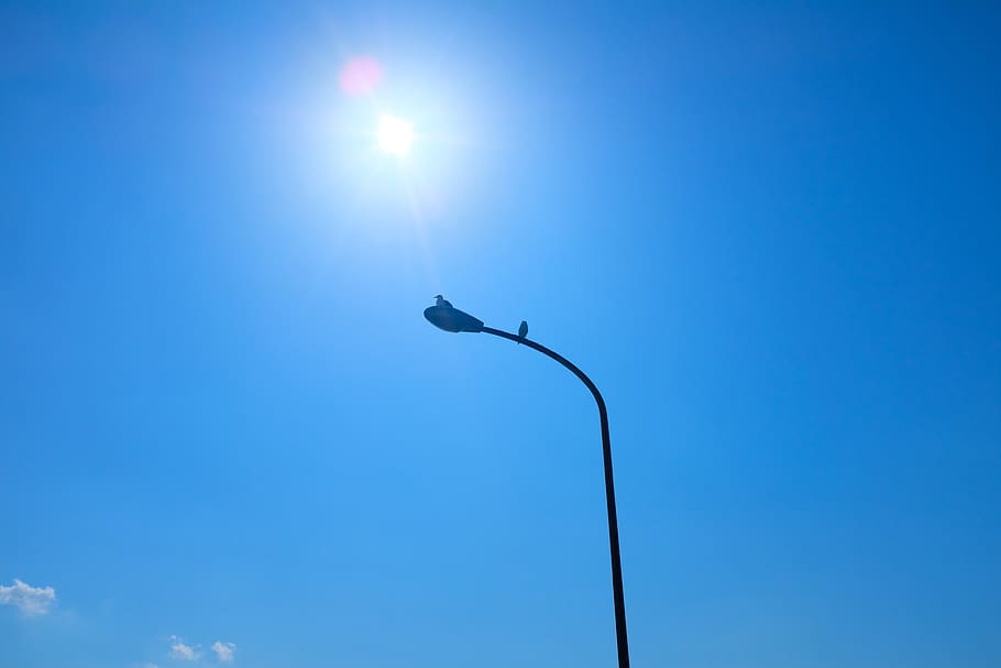 nature, outdoors, lamp post, sun, sky, sunlight, bird, animal HD wallpaper