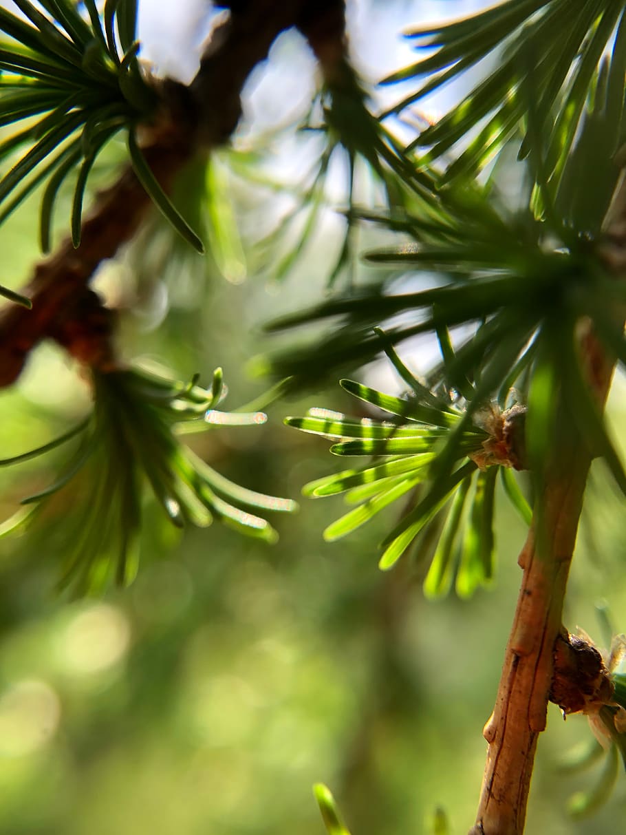 tree, plant, conifer, larch, pine, fir, abies, bud, flower HD wallpaper