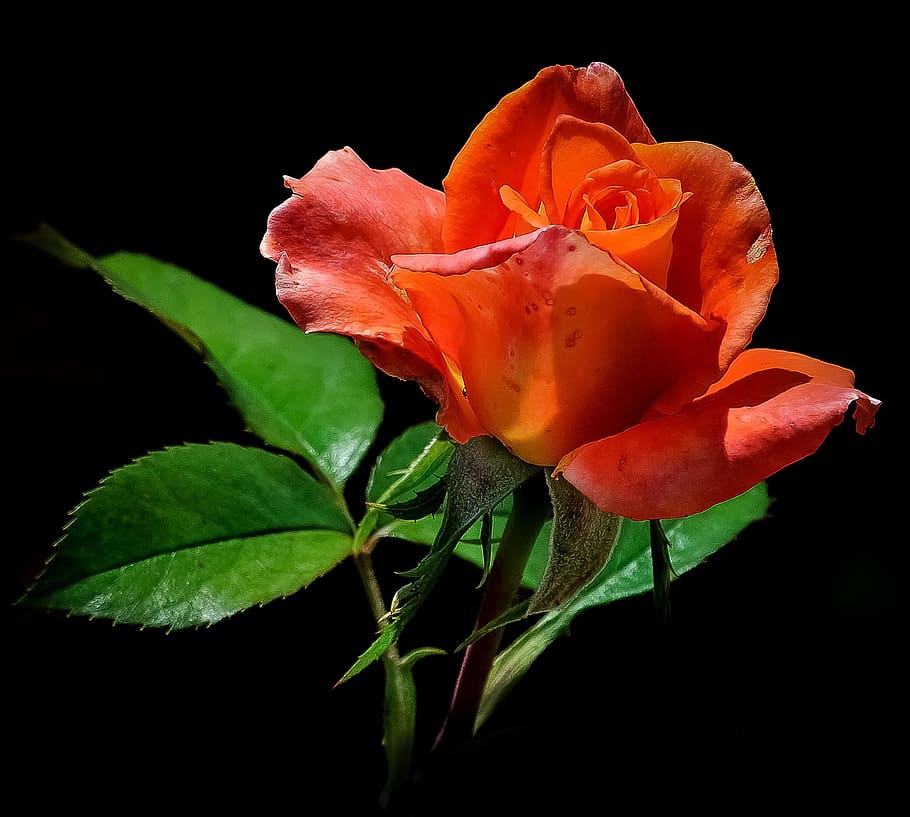 Close-up Photo of Red Rose, bloom, blossom, flora, flower, leaves HD wallpaper