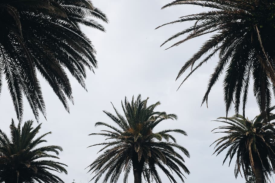 Green Tropical Trees Photography, clouds, daylight, exotic, flora HD wallpaper