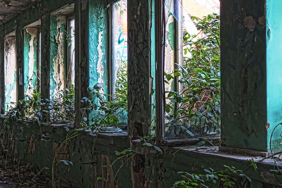 architecture, abandoned, old, building, empty, window, ivy