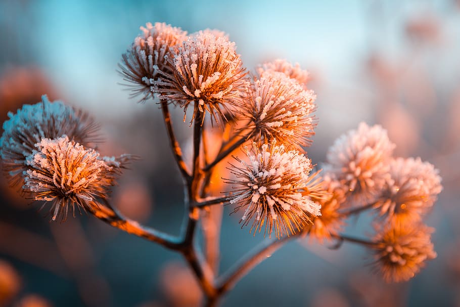 frost, cold, sun, diestel, mood, romantic, atmosphere, plant HD wallpaper