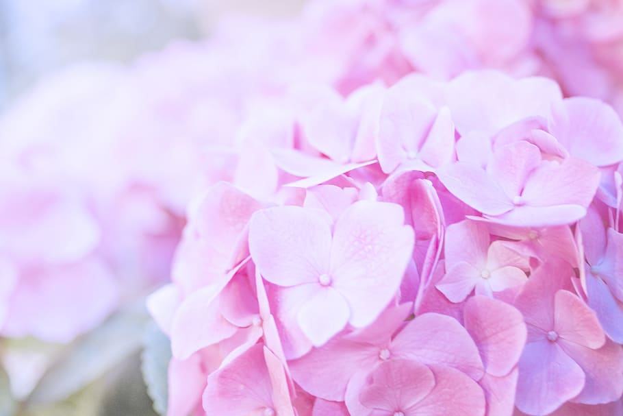 pink petaled flowers, flowering plant, pink color, fragility HD wallpaper