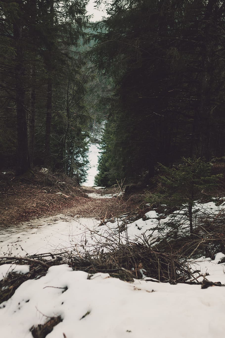 White Snow in Between Forest, cold, day, daylight, environment HD wallpaper