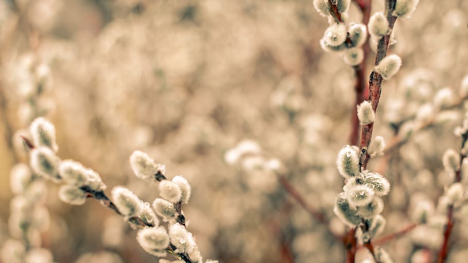 germany, munich, plant, close-up, focus on foreground, day HD wallpaper