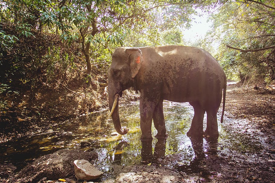 elephant standing, animal, wildlife, mammal, mud, ground, nature HD wallpaper