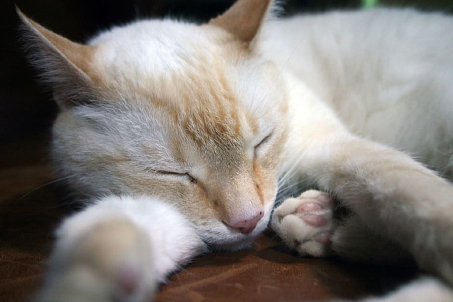 sleep, sleeping, kitten, cat, animal, pet, nature, mammal, animal themes HD wallpaper