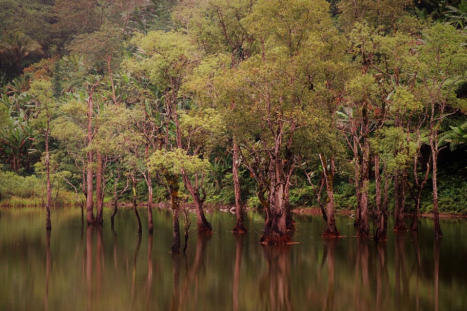 landscape, jungle, reflection, nature, forest, trees, mood HD wallpaper