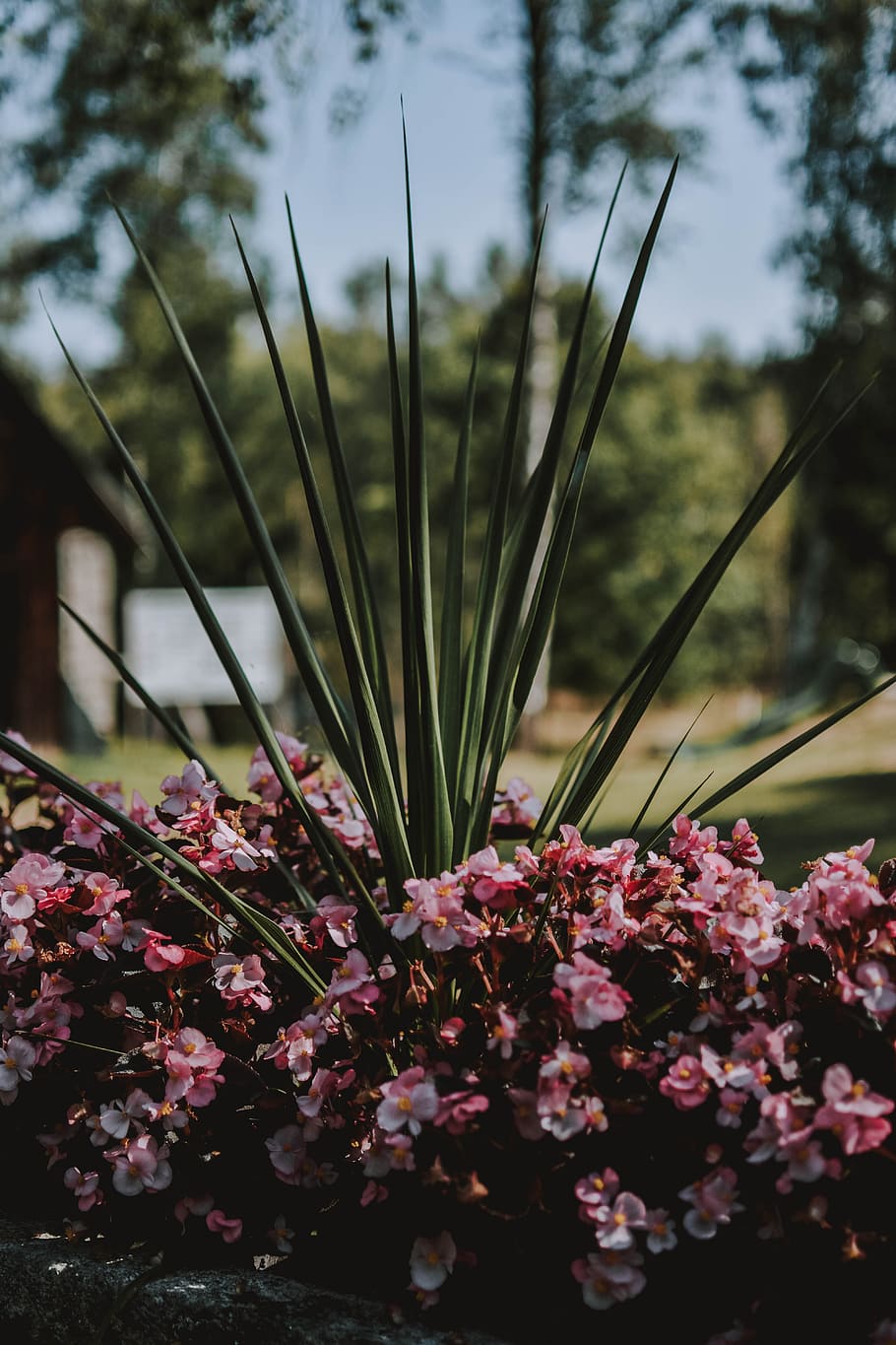 Shallow Focus Photography of Pink Flower Bush, bloom, blooming HD wallpaper