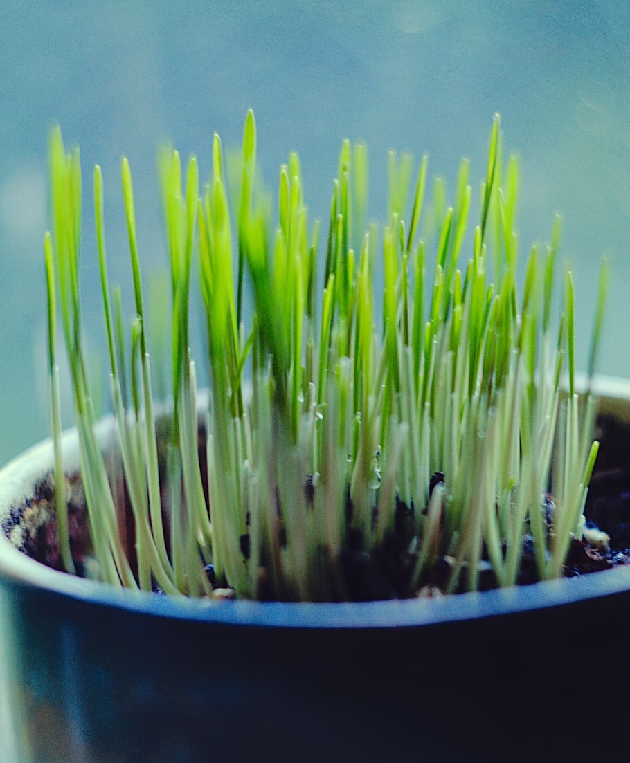 green grass plant, tree, flora, conifer, green color, growth HD wallpaper