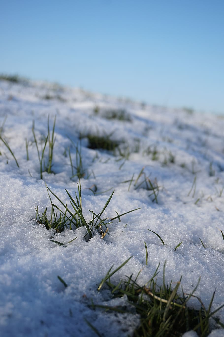 winter, nature, snow, cold, wintry, frozen, frost, ice, frosty HD wallpaper
