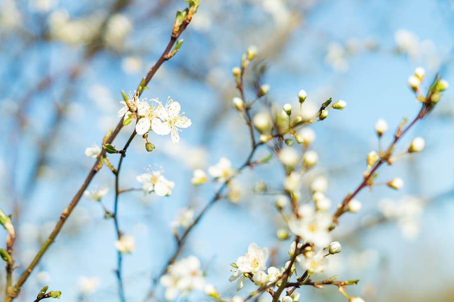 spring, nature, pink, bloom, blooming, blossom, tree, beautiful, HD wallpaper