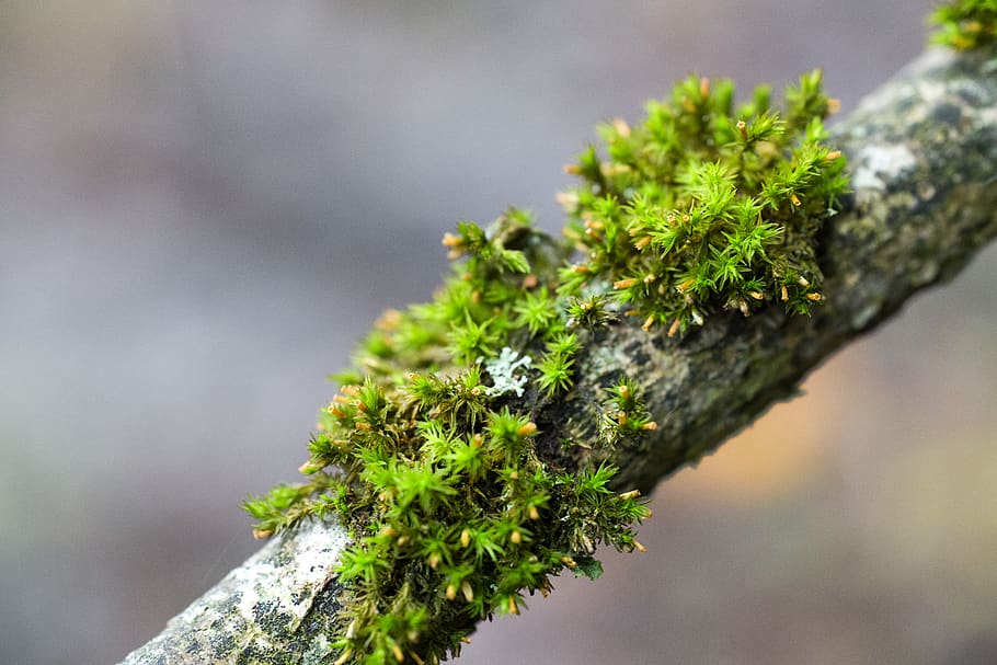 green-leafed plant, green color, tree, growth, close-up, nature HD wallpaper