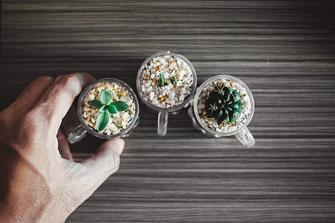 three clear cups filled with leafed plants, philippines, cagayan de oro HD wallpaper