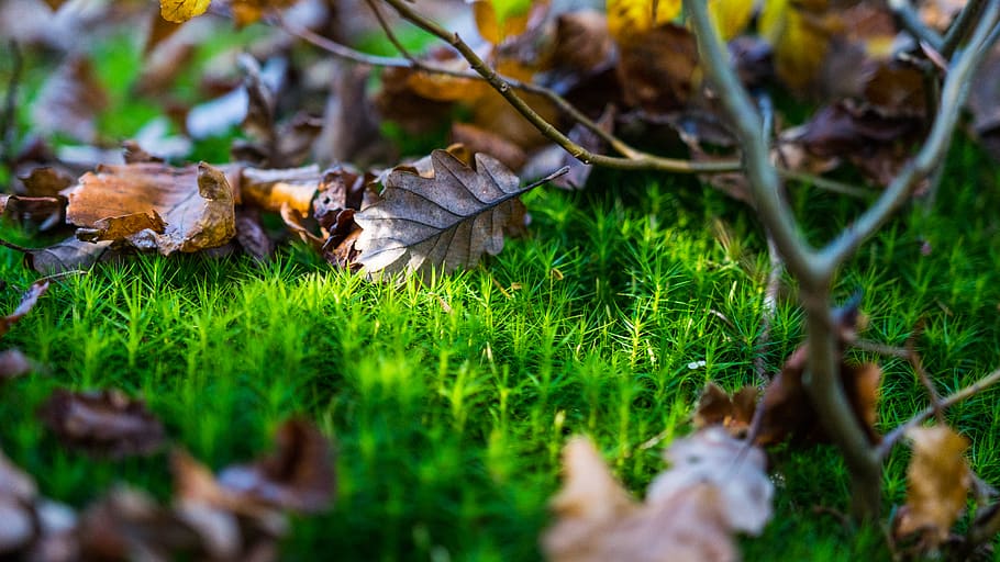 dried leaves on grass field, plant, moss, leaf, bird, fowl, animal HD wallpaper
