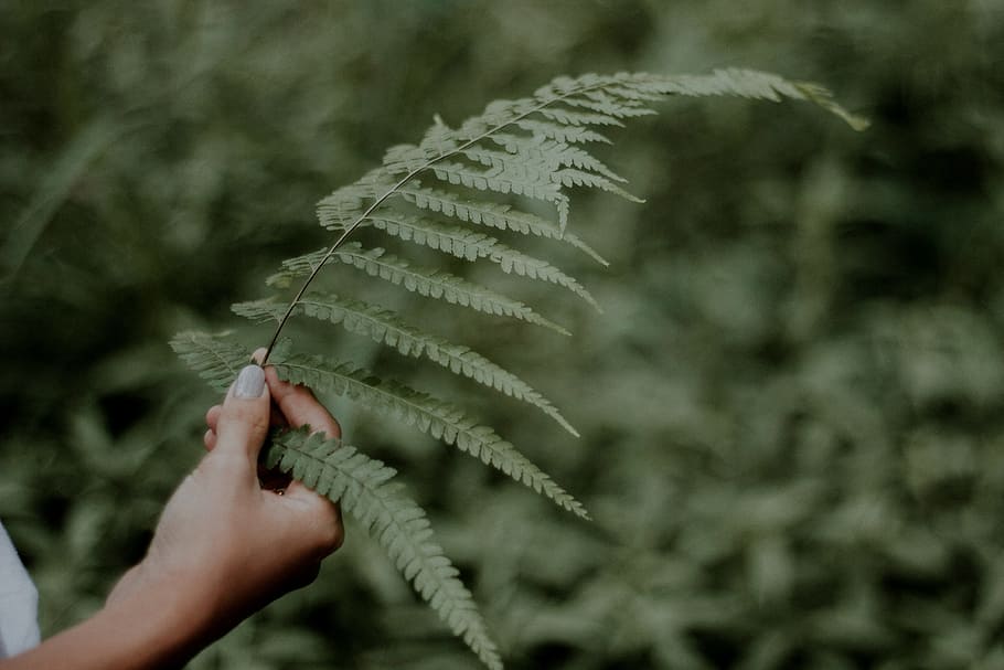 leaf, hand, frond, tree, forest, woodland, fern, nature, outdoors HD wallpaper