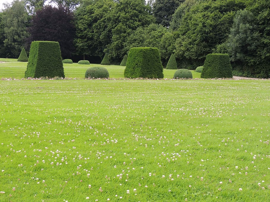 park, tree, grass, plant, green color, growth, nature, tranquility HD wallpaper