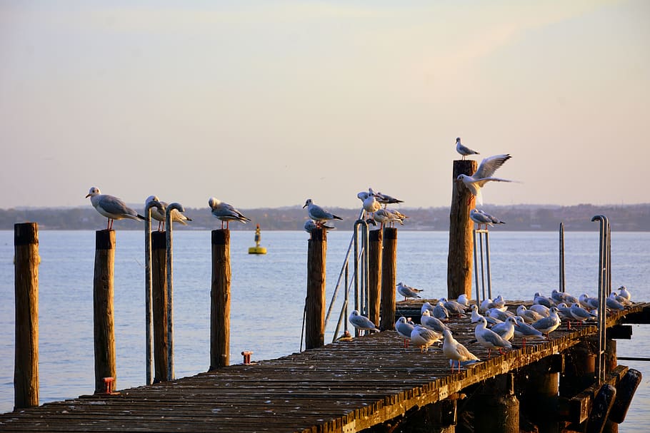 seagulls, rest, jetty, water, lake, garda, sirmione, italy HD wallpaper