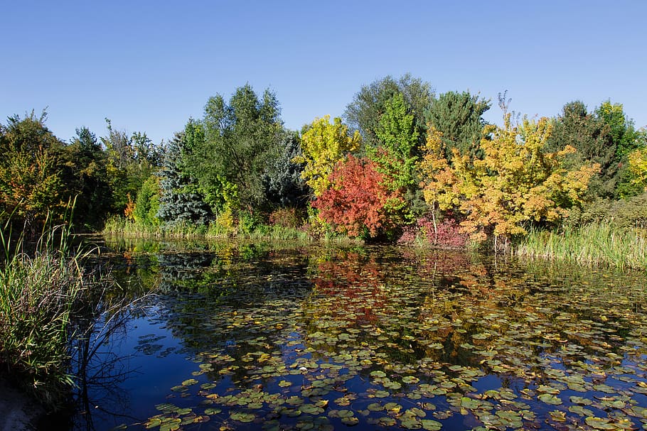fall, autumn, pond, trees, color, leaves, water lilies, blue HD wallpaper