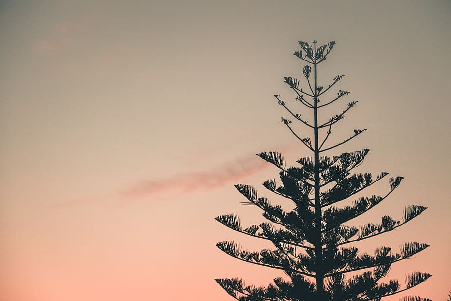 green leafed pine tree photography, plant, abies, fir, silhouette HD wallpaper