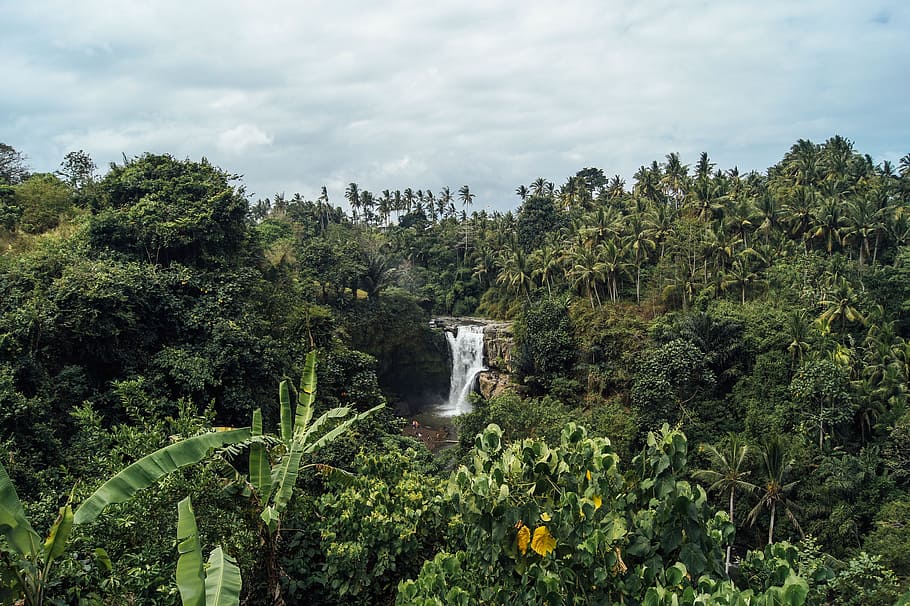 thick, forest, jungle, tree, waterfall, flow, running, plant HD wallpaper