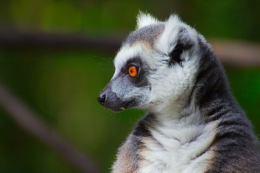 lemur, monkey, monkeyland, primate, sanctuary, plettenberg HD wallpaper