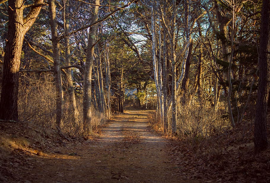 trees tunnel, plant, path, tree trunk, road, ground, trail, dirt road HD wallpaper