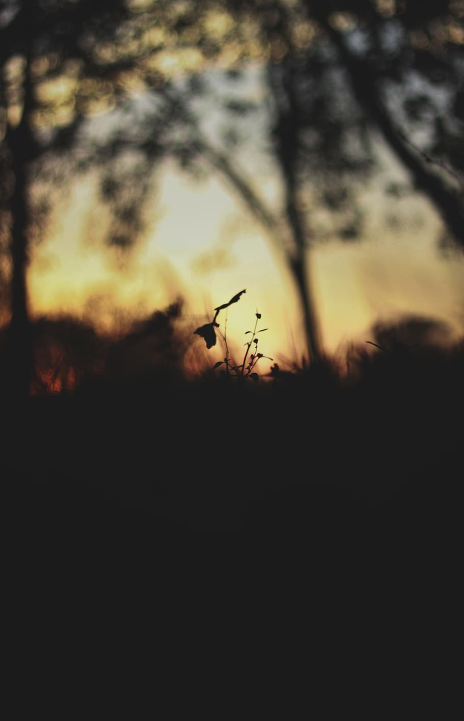 silhouette, sunset, collection, sky, tree, tranquility, beauty in nature HD wallpaper