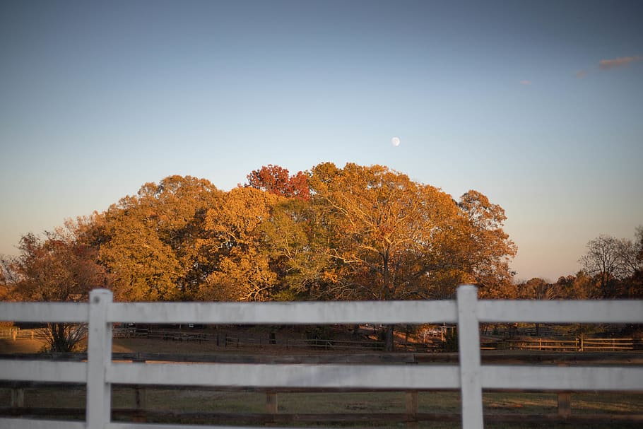 railing, plant, tree, banister, handrail, building, bridge HD wallpaper