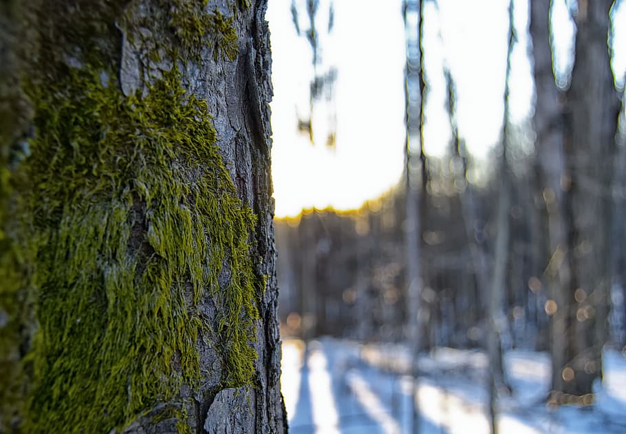 Selected Photography of Green and Grey Tree, bark, blur, close-up HD wallpaper