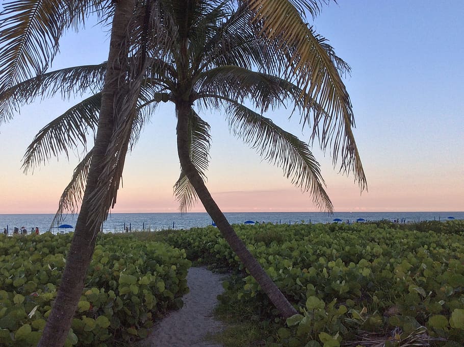 beach, sea, coast, tree, ocean, plant, shore, vacation, bay HD wallpaper