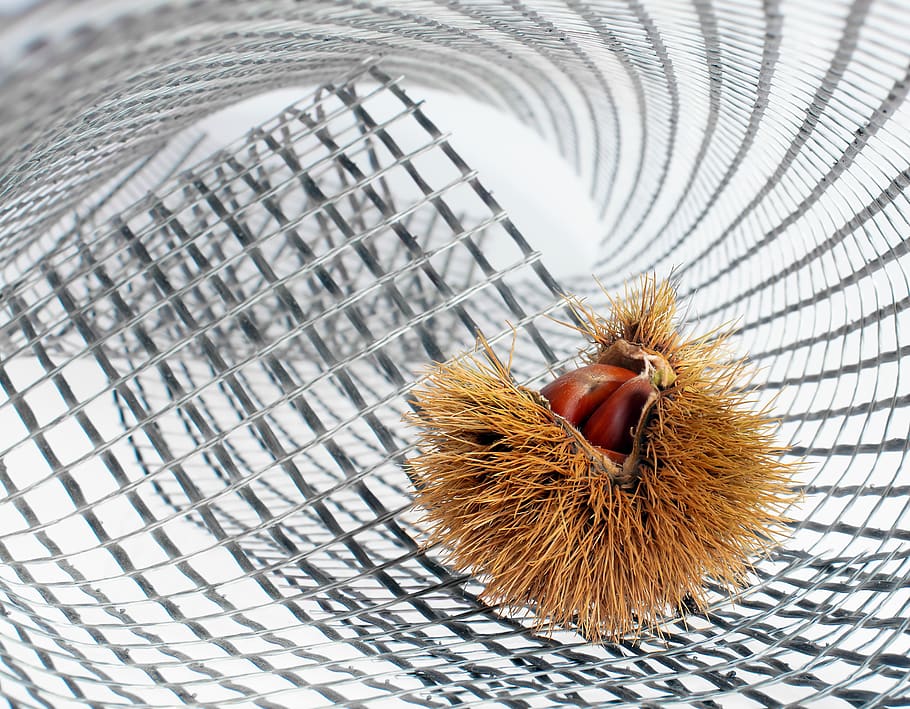 light, mesh, composition, pattern, texture, chestnut, castanea HD wallpaper