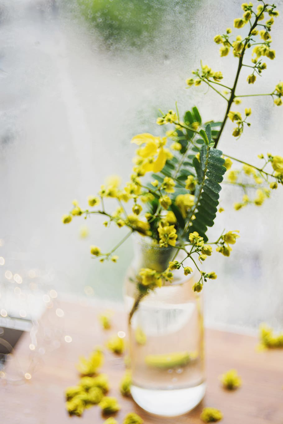 yellow mimosa flowers in clear glass jar selective focal photo HD wallpaper