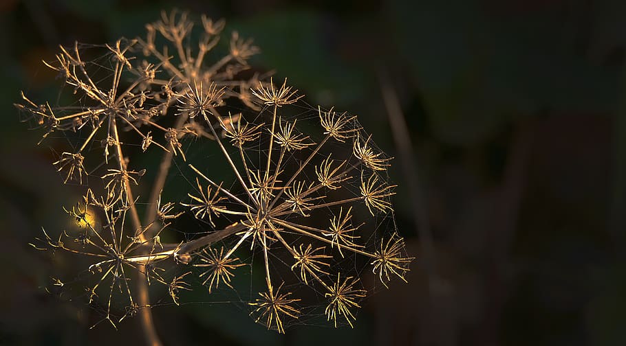 doldengewaechs, dry, infructescence, herb, star, graphically HD wallpaper